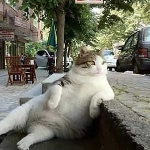 Meet your Posher, Shada